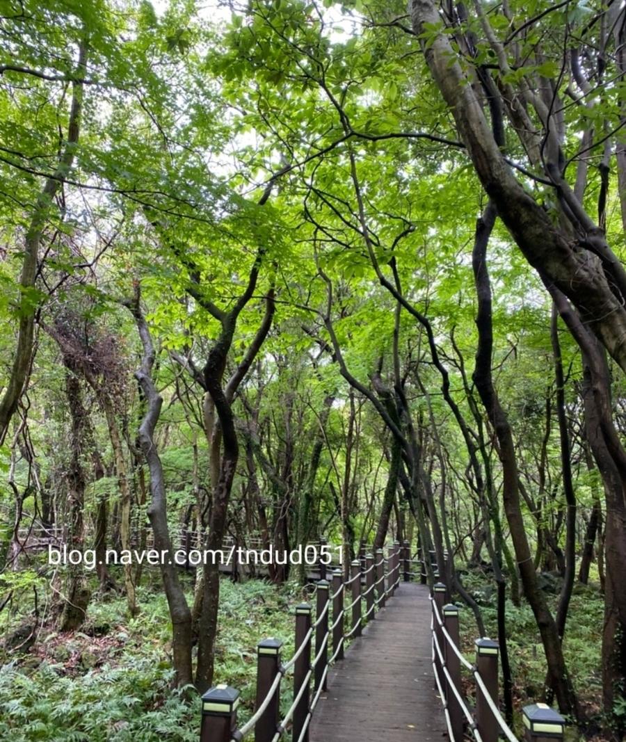 제주를 담은 작은 숲, 광주테라리움협회와 함께한 꽃숨에서의 2박 3일