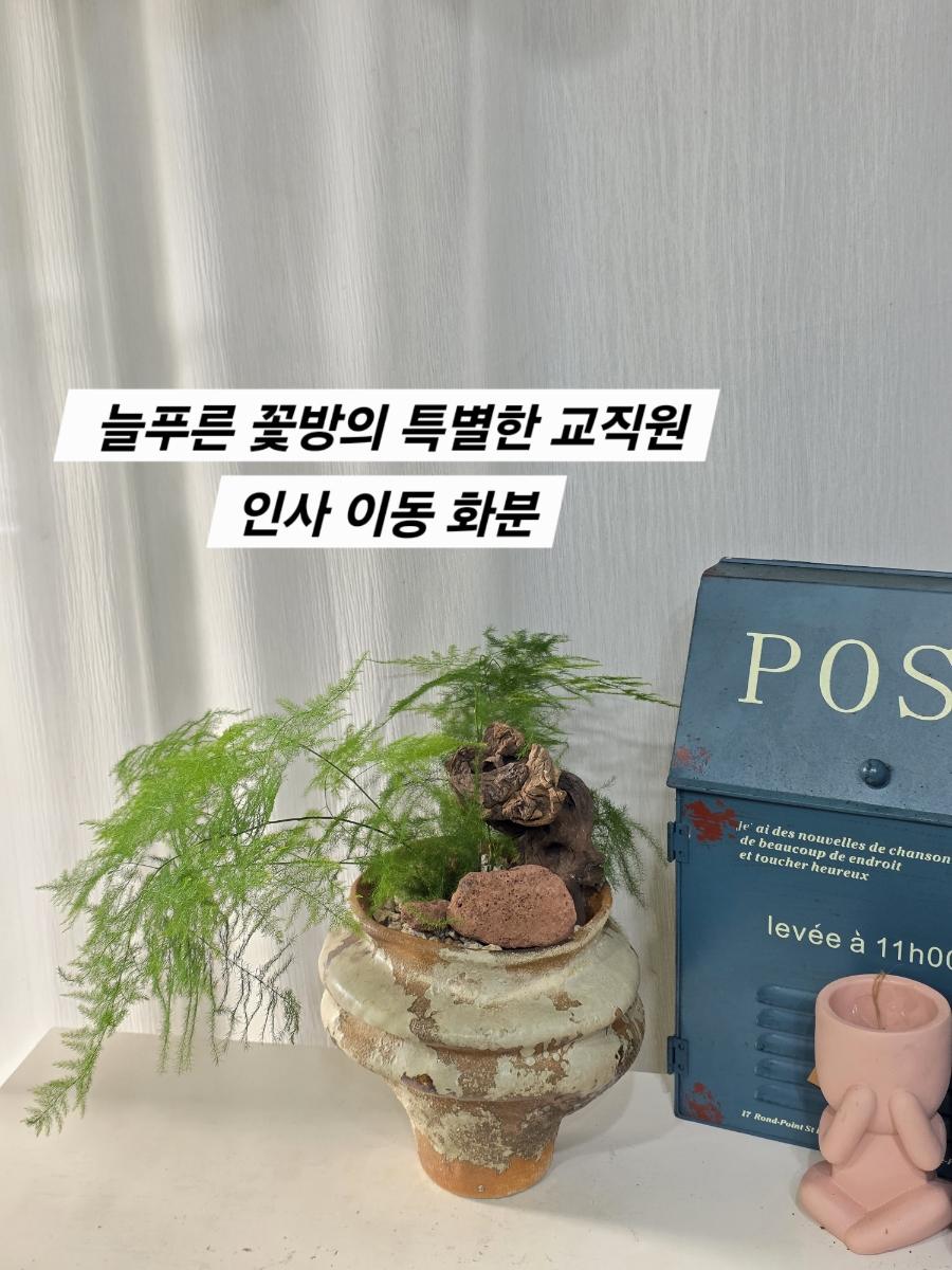 선생님의 새로운 출발을 응원하며, 늘푸른 꽃방의 특별한 교직원 인사 이동 화분