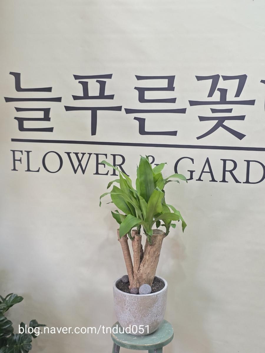 제주 서귀포 대정읍 개업화분 어디서 살까? 늘푸른꽃방 관엽식물 추천
