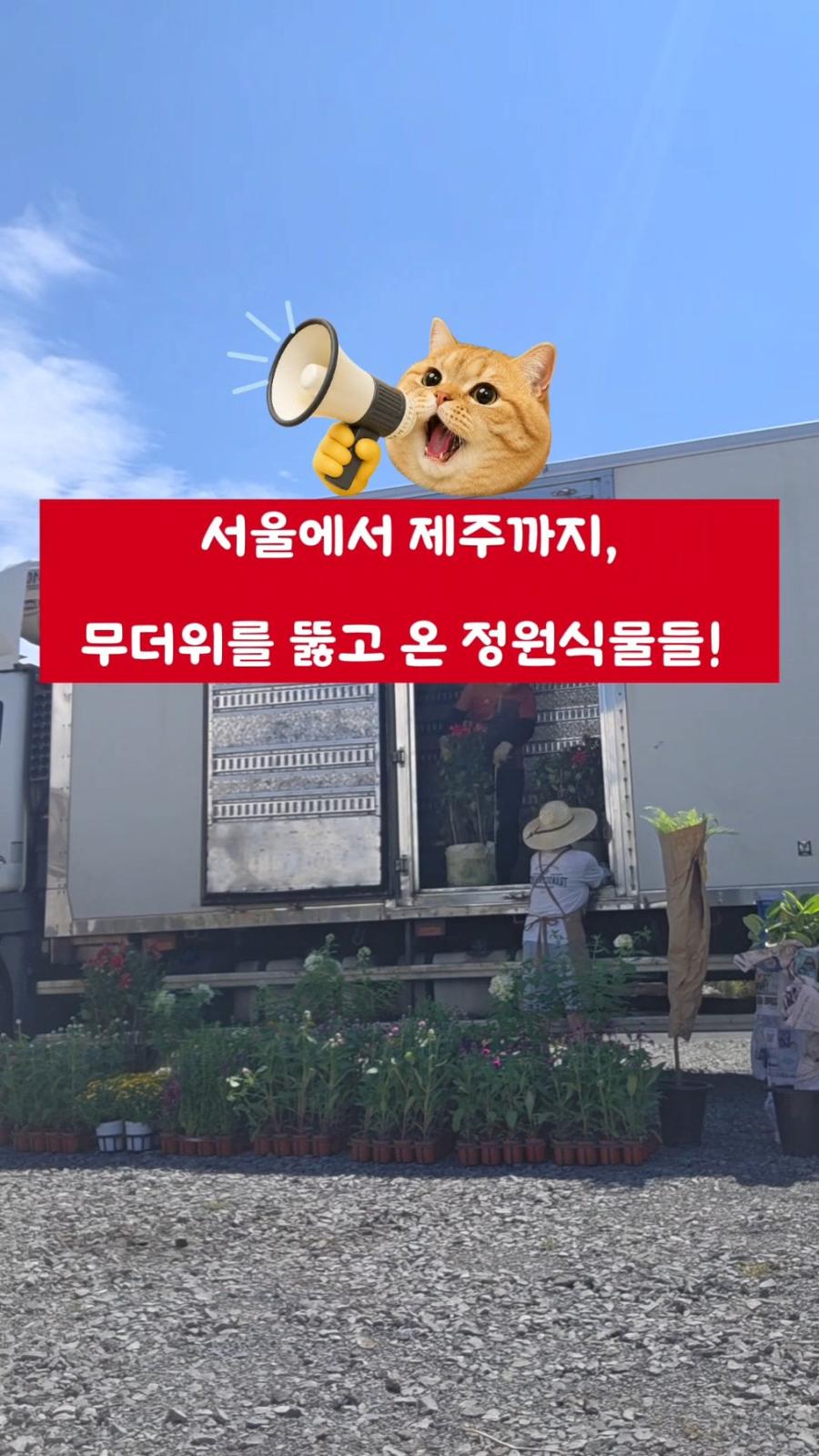 제주 서귀포 식물 어디서 살까? 늘푸른꽃방 가을 신상 식물 입고｜국화·천일홍·관엽식물