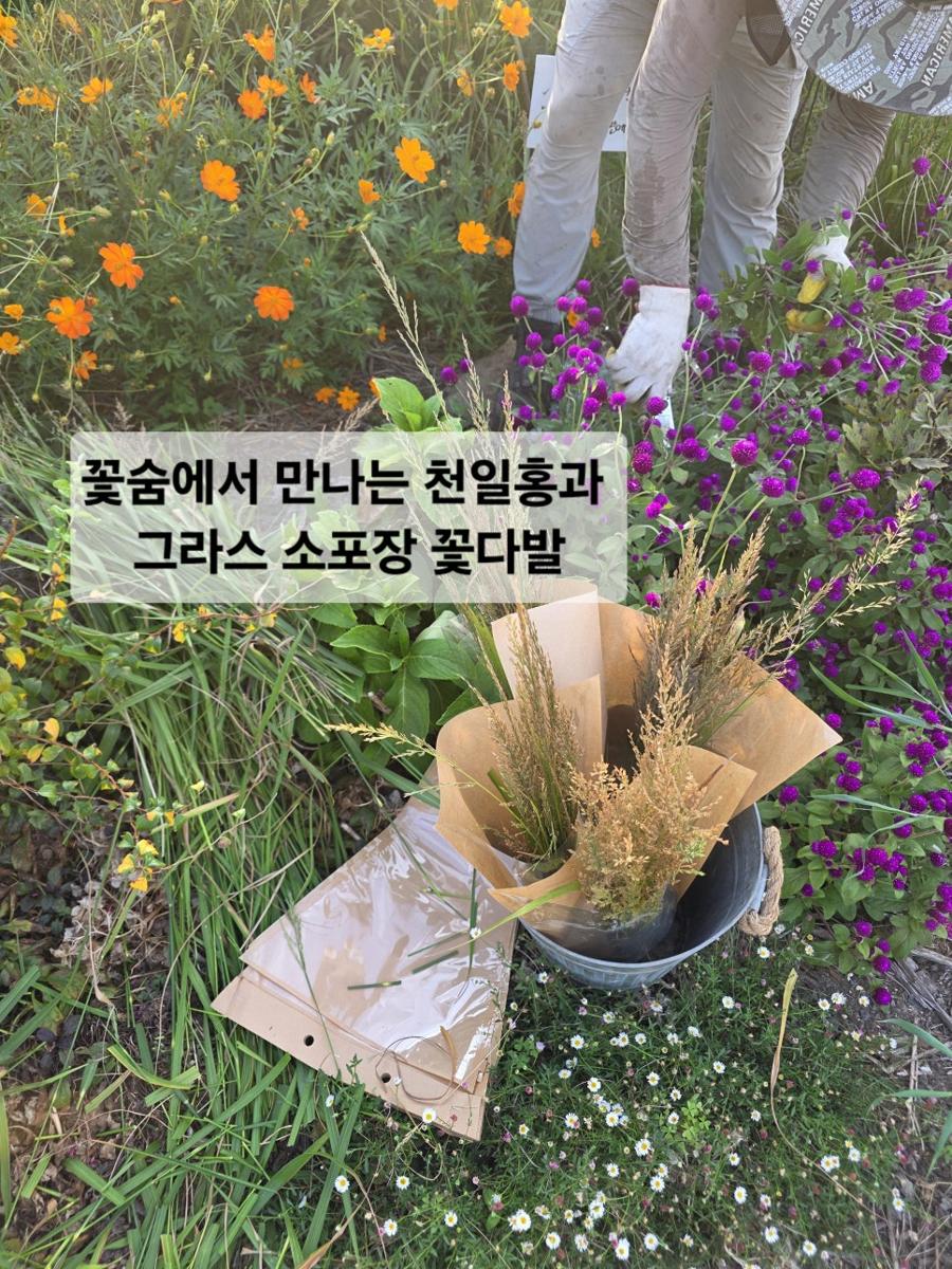 제주 서귀포 농장 직판｜꽃숨에서 만나는 천일홍과 그라스 소포장 꽃다발